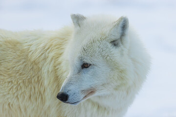 Obraz na płótnie Canvas male Arctic wolf (Canis lupus arctos) the head up close
