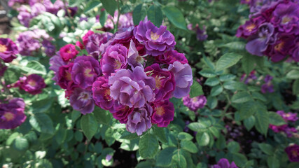 beautiful flowers in the garden
