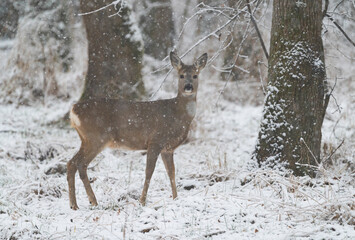 Roe deer in the snow fairy tale in the woods
