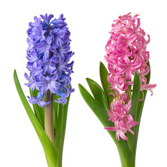 Blue and pink hyacinth (Hyacinthus) flower isolated on white background.