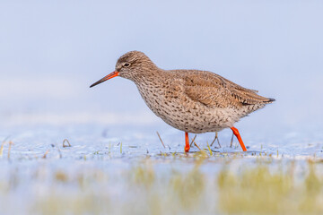 Common Redshank in Wetland on migration route