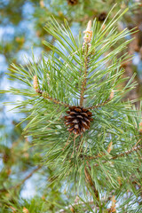 a small pine cone on a branch against a blue sky background