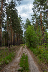 Fototapeta premium forest road with a gloomy sky on a summer day