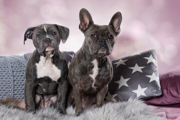 Two dogs lying on a couch