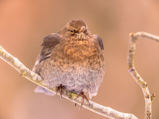 Female Common Blackbird perched on branch in cold winter