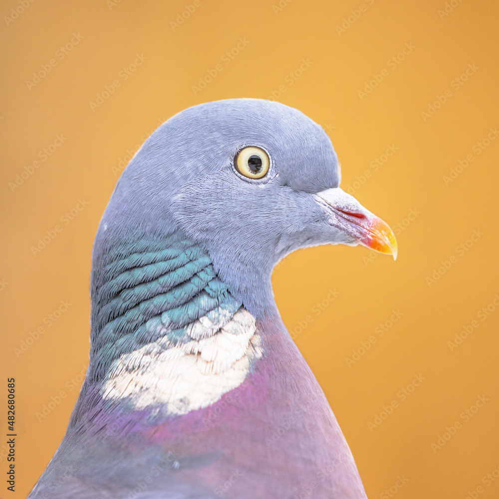 Canvas Prints Headshot Portrait of Wood pigeon bright background