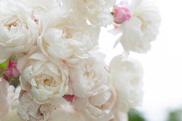 Big bush of the blossoming white roses