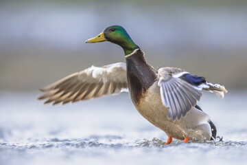 Male Mallard swimming in water of wetland