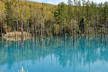 北海道　美瑛　青い池