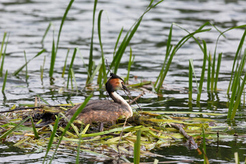 Great Crested Grebe near its nest