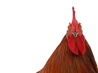 male chicken, rooster head looks straight into the cam isolated on a white background with copy...
