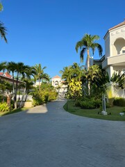 Fototapeta na wymiar palm trees on the background of the terrain in the Caribbean