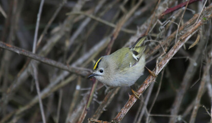 Roitelet hupp&eacute;, Regulus regulus, Goldcrest - 2022 01 24 1249 - Yonne 0136