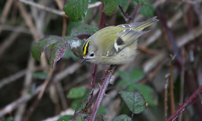 Roitelet huppé, Regulus regulus, Goldcrest - 2022 01 24 1249 - Yonne 0145