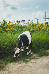 Goats & Sunflowers