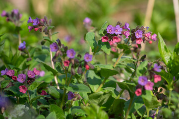 Pulmonaria officinalis wild flowering forest plant, group of blue violet purple pink flowers in bloom