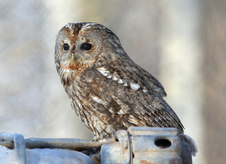 Strix aluco posing in the field.