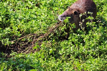 A Nutria in its natural habitat in Rio Grande do Sul, Brazil.