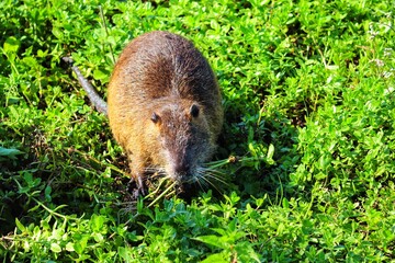 A Nutria in its natural habitat in Rio Grande do Sul, Brazil.