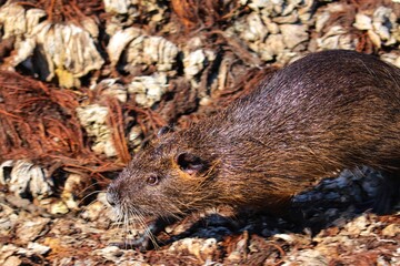 A Nutria in its natural habitat in Rio Grande do Sul, Brazil.