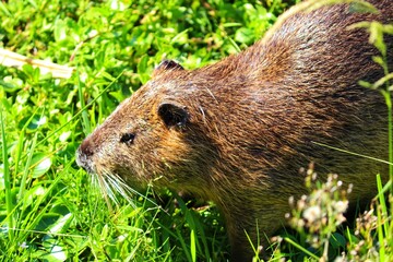 A Nutria in its natural habitat in Rio Grande do Sul, Brazil.