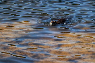 A Nutria in its natural habitat in Rio Grande do Sul, Brazil.