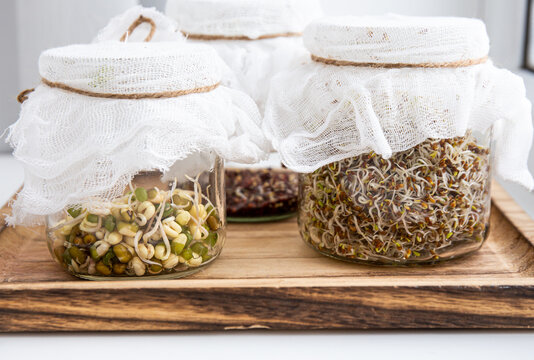 Various seed sprouts growing in glass jars, healthy vitamin rich food snack. Lucerne or Alfalfa, mung bean sprouts, broccoli sprouts seeds in glass jars. Growing Microgreens at home concept.