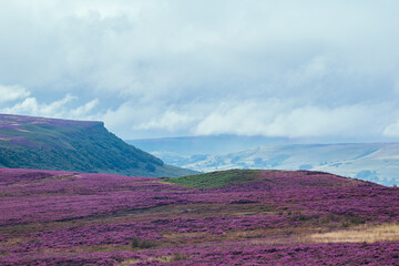 Landscape of vast Peak District purple heather moors, long distance vista of hills covered with pink flowers during summer