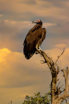 Lappet-faced Vulture.  The Lappet-faced Vulture Or Nubian Vulture Is An Old World Vulture Belonging To The Bird Order Accipitriformes, Which Also Includes Eagles, Kites, Buzzards And Hawks.