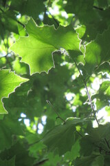 green maple leaves outlined with sun light