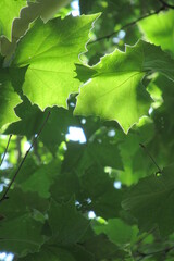 green leaves of a maple