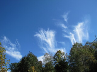 sky, trees and clouds