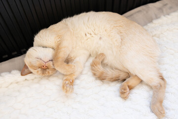 The cat sleeps belly up on a white bed near a warm radiator