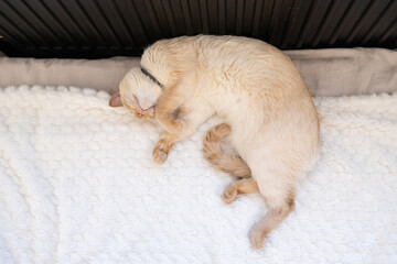 The cat sleeps belly up on a white bed near a warm radiator