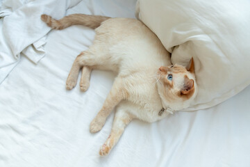 Cat is liying on a bed on white linen