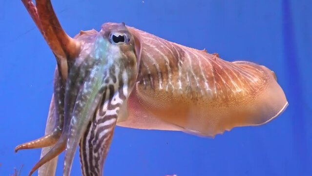 Close up of a Common cuttlefish in an aquarium on blue background. Sepia officinalis species living in the Mediterranean Sea, North Sea, and Baltic Sea or South Africa. side view
