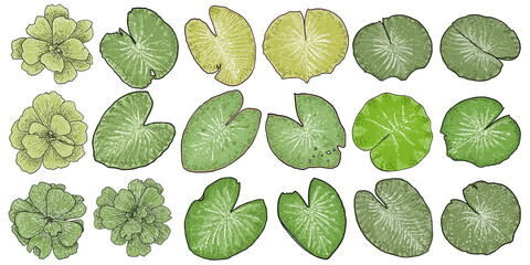 Lotus leaves and Water lettuce flower set. Sketched floral botany of water lilies. Indian religion symbol of purity and enlightenment. Hand drawn isolated water pond lily floral leaf and blooms vector