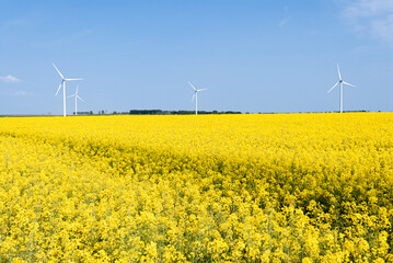 Parc éolien avec 5 éoliennes de 2 mégawatts dans la Somme. Champ de colza au 1er plan