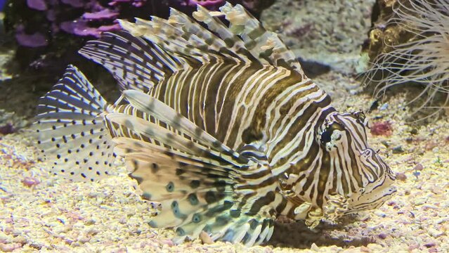 Detail of a Lionfish or Devil firefish of aquarium with venomous fins in coral depth. venomous predator fish of Pterois miles species, native to the Indo-Pacific and Red Sea.