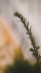 close up of a branch of a tree