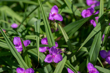 Tradescantia virginiana the Virginia spiderwort purple violet flowering plants, three petals flowers in bloom