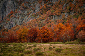 Colorful autumn trees in Picos de Europa national park, Spain