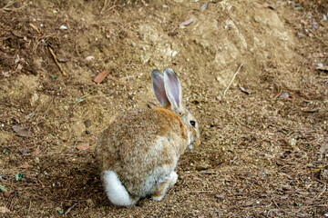 conejitos