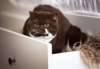 Edel und niedlich - Britisch Kurzhaar Kitten Katzen 