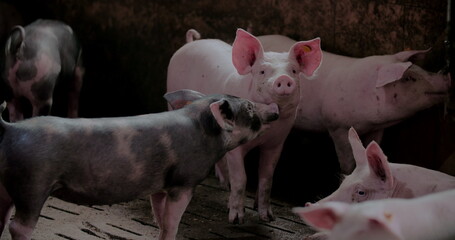 Pigs at Livestock farm. Pork Production, Livestock, Swine.