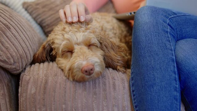 Woman With Pet Cockapoo Dog Relaxing On Sofa With Laptop At Home