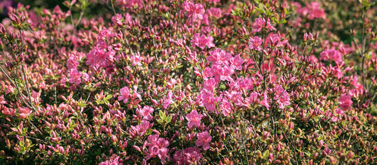 Floral background with azalea or rhododendron plant