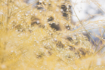 Autumn rain on the yellowed leaves of the plant, autumn rainy weather, nature of yellow, orange beige shades in drops of water, dew