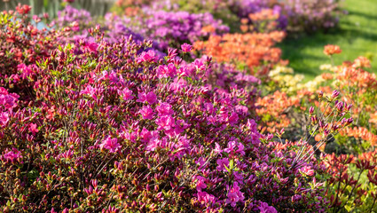 Floral background with azalea or rhododendron plant