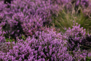 Closeup of a heather plant, purple little flowers growing in wild covering the hills of Peak District
